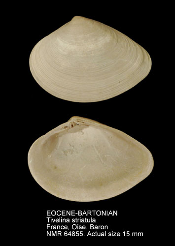 EOCENE-BARTONIAN Tivelina striatula.jpg - EOCENE-BARTONIANTivelina striatula(Deshayes,1825)